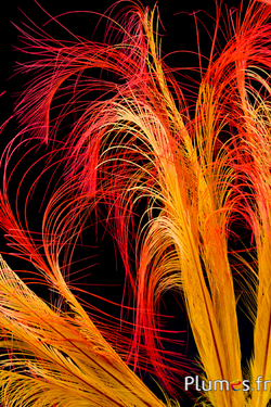 Faisan Hoki - 45-50 cm - jaune-rouge